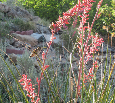 tall red plant with a bird