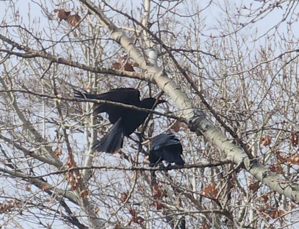 A pair of large, black, crows in a dormant tree at Idlewild Park Reno, Nevada