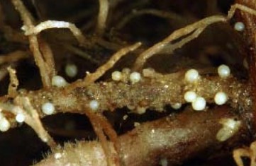 Female nematodes on potato root. (Photo by Bonsak Hammeraas, Norwegian Institute for Agricultural and Environmental Research.)