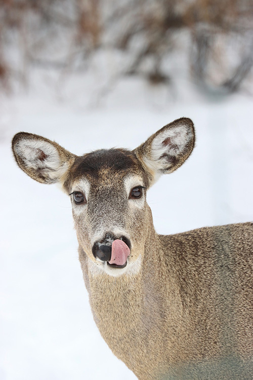 A deer licking its' lips.