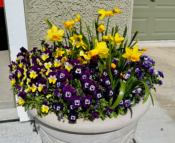 A grey pot with yellow and purple flowers.
