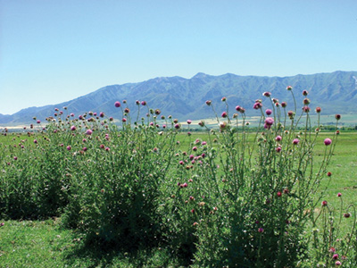 Musk thistle plants growing in a field with purple tops.