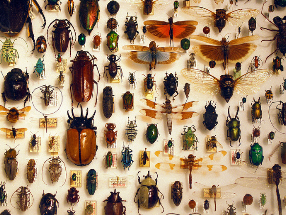 Image of: 2. Nevada Dept. of Agriculture – Entomology
