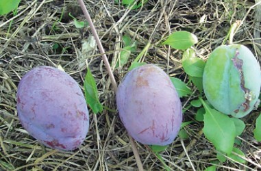 Premature fruit drop off PPV-infected plum tree cv. Cacanska rana (Cacak’s Early) image via Nevada Department of Agriculture