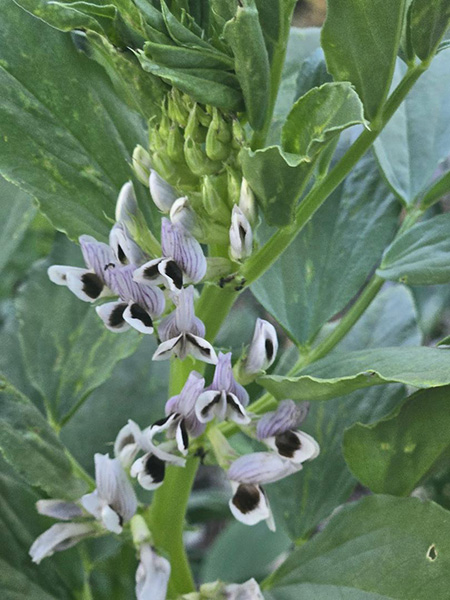 close up of white flowers with purple center and green leaves.