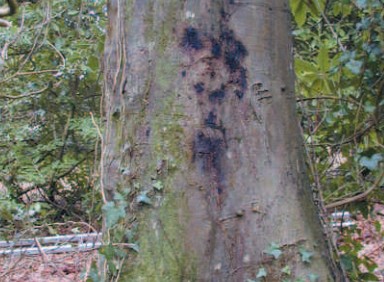 Canker on the trunk of a mature beech tree, next to an infected rhododendron Photo courtesy of Forest Research