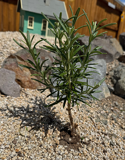 close up of a rosemary growing in the ground