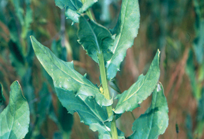 Close up of Hoary cress plant, waxy, pointed leaves