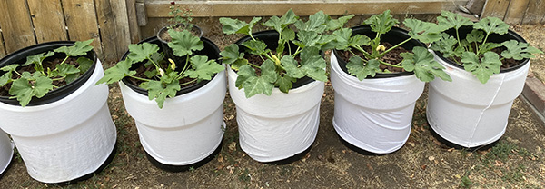 squash plants