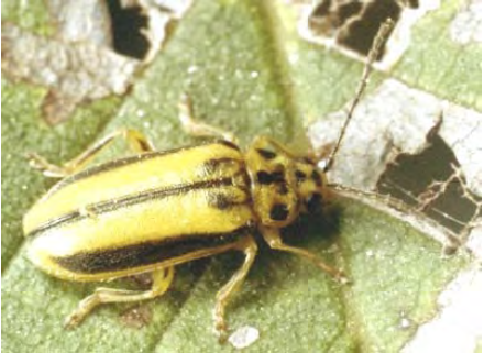 A small yellow beetle on a leaf. 