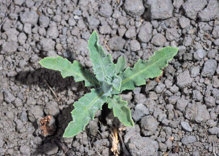 Russian knapweed growing in a small cluster of rigged leaves.