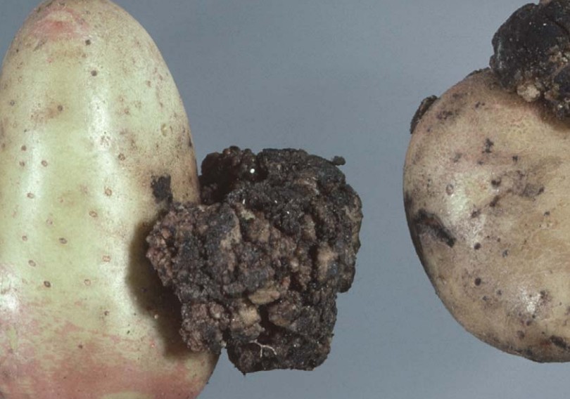 Potato tubers showing outgrowths from the eyes image via Nevada Department of Agriculture