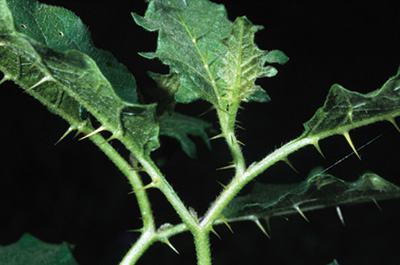 Horsenettle plant withe serrated leaves and spikes on stem