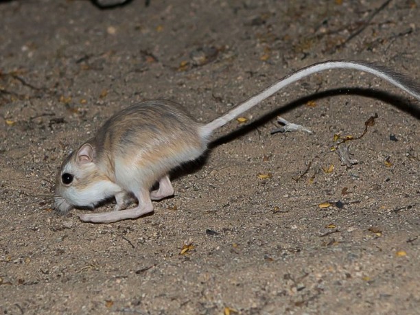 A tiny kangaroo rat in the desert at night, image from NDOW website.