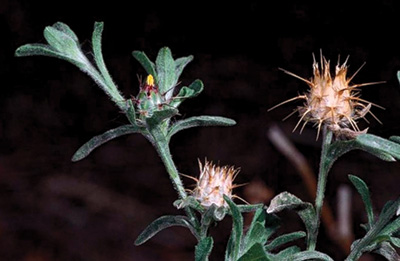 Malta starthistle plant featuring a tiny thistle at the end of the stem that is small and spikey