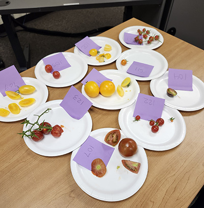 several shite plates of small tomatoes the color red and yellow.