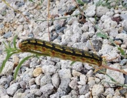 Oruga negra y verde.