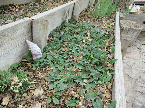 Close up of a terrraced yard with mulch and leaves on the ground.