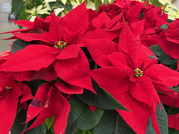 a green plant in front of a window