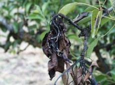 Fire blight extension.usu.edu