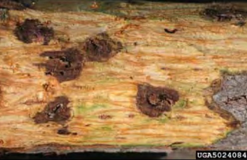 Small branch cankers caused by Geosmithia morbida.