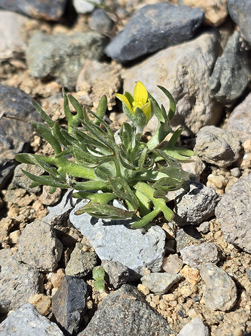 small yellow flower with green leaves on rocks.