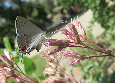 close up of a plant with a white moth on pink flowers