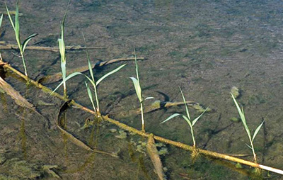 Giant reed plant, long stem floating in water