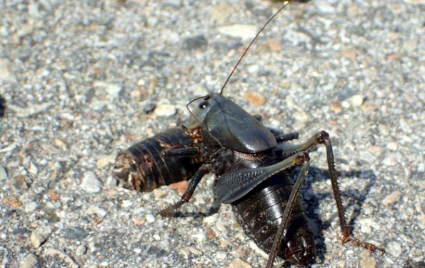 A large, live brown cricket on a roadway near the body of a dead large brown cricket by Whitney Cranshaw, Colorado State University, Bugwood 5602013