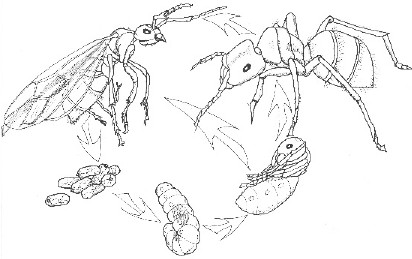Ilustraciones de diferentes etapas de desarrollo de las hormigas carpinteras.