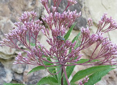 close up of a plant with pink flowers