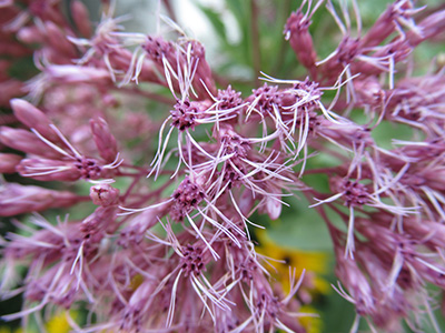 close up of a plant with pink flowers