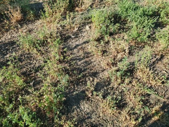 Weak and Thin Alfalfa Stand