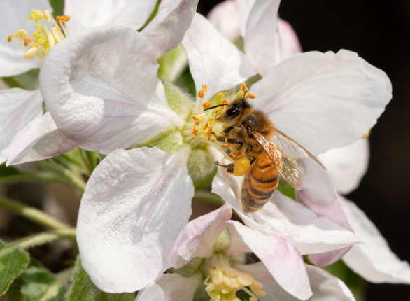 A bee pollinating apple flowers