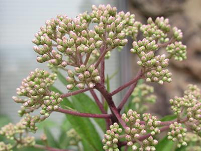 close up of a plant with little white pods