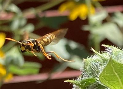 Paper wasp in flight by Carrie Jensen
