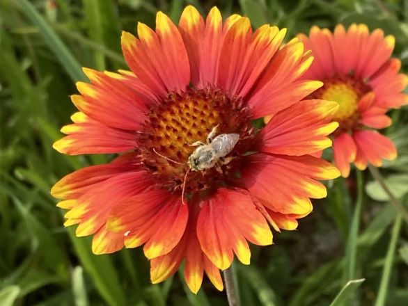 Bee on blanket flower