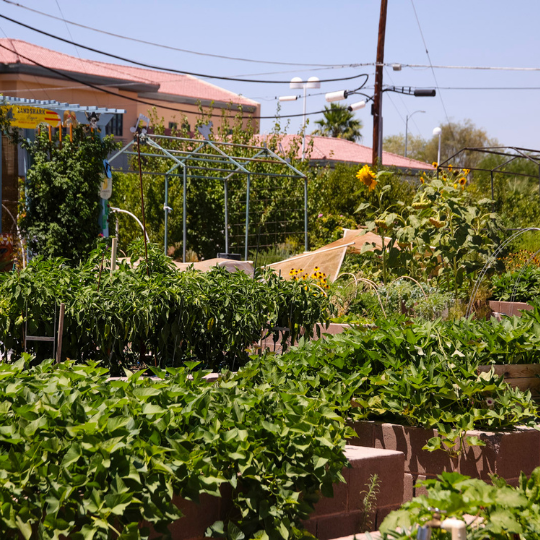 Provident Community Garden Tour