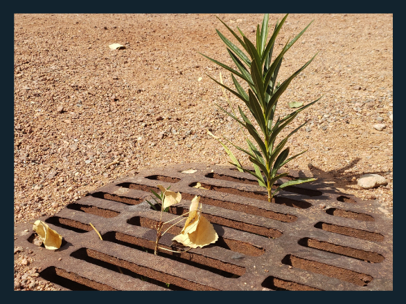 Oleander growing in a drain at The Old Las Vegas Mormon Fort State Historic Park