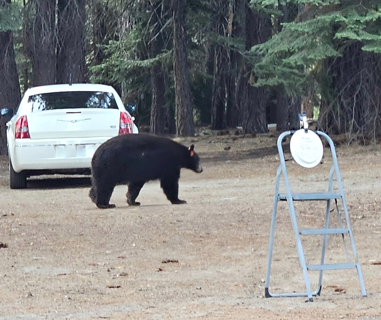 A large brown bear with an ear tag walks through a campsite near a white car. Photo by Washoe County Deputy Joshua Grimm