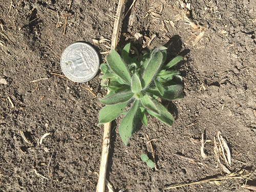 small green plant next to a quarter.