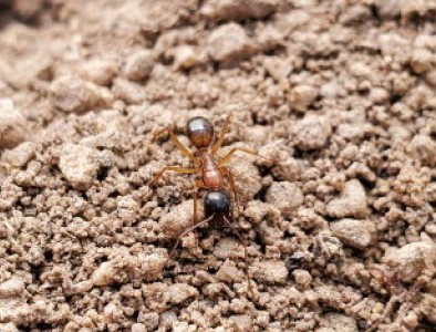 Una pequeña adulta hormiga carpintera parada sobre tierra