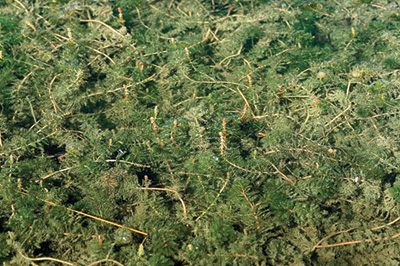 Eurasian watermilfoil longs stems floating near water surface.