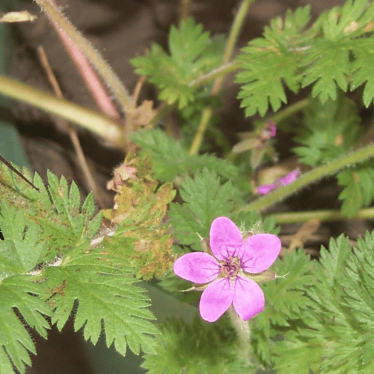 Filaree Flower