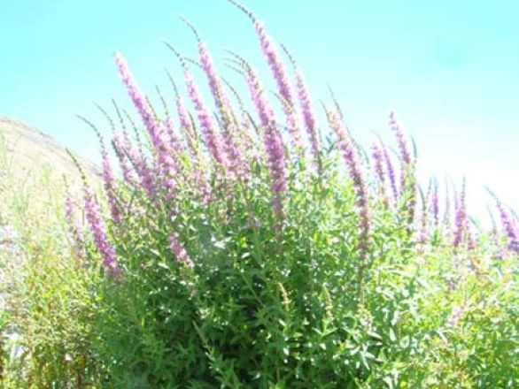 Purple loosestrife growing in a tall bunch with long purple flowers