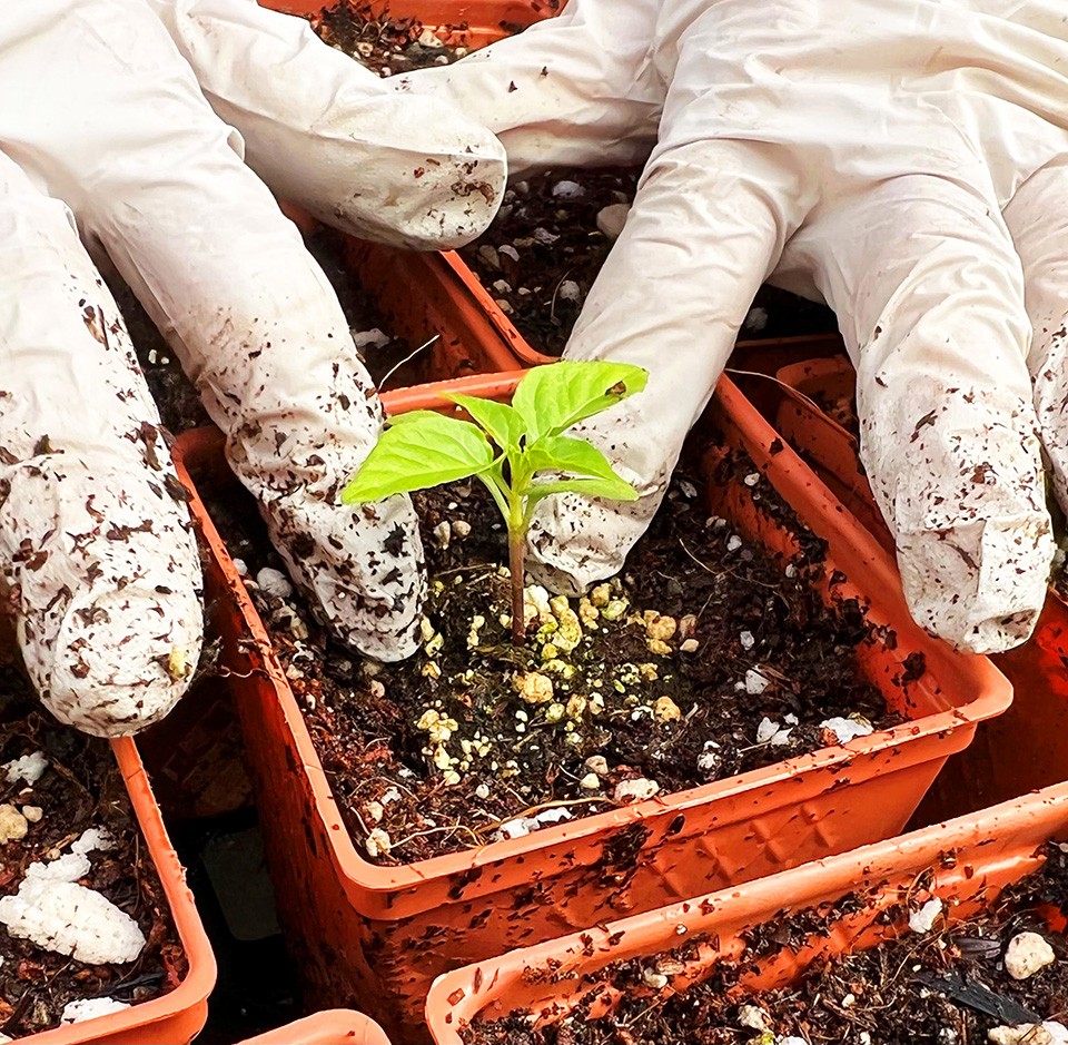 hands planting little plant