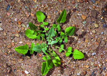 Young Yellow starthistleplant growing low and looking somewhat like a dandelion plant.