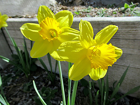 Yellow daffodil flowers