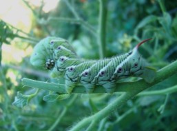 Una orega gigante y verde vibrante