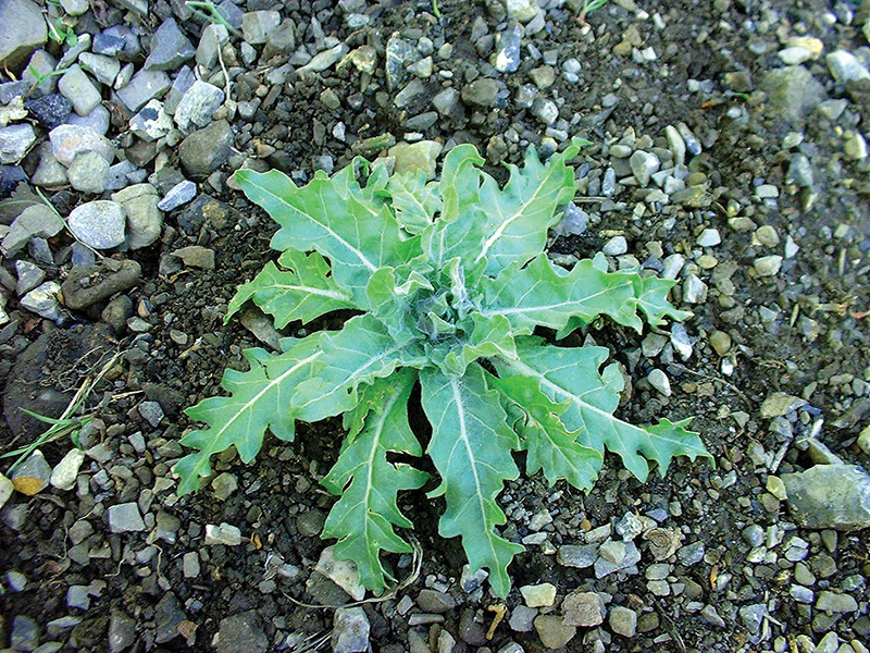 Black hensbane plant with toothed; lower leaves have a short stem (petiole), upper leaves have NO leaf stem